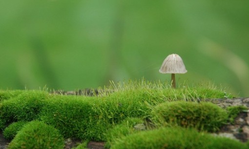 空气负离子:来个健康“森”呼吸